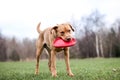 Fox lab and his frisbee Royalty Free Stock Photo