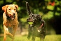 Fox Lab and Labradoodle