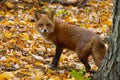 Fox on Leafy Incline