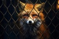 Fox locked in cage. Emaciated, skinny lonely fox in cramped jail behind bars with sad look. Concept of keeping animals