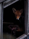 Fox looks through shed window Royalty Free Stock Photo