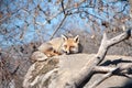 Fox lying on a rock resting under the hot sun - 9