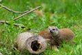 Fox mongoose looking behind wood