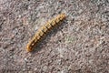 Fox Moth Caterpillar, Macrothylacia rubi