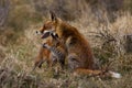 Fox Mother and cub