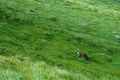 Fox in the mountains real nature capture