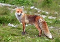 Fox in nature Royalty Free Stock Photo