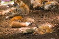 Fox pack , fox village, Miyagi , Japan Royalty Free Stock Photo