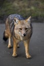 Fox in the park looking to the camera