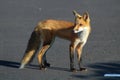 Fox in the parking lot