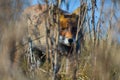Fox peering through the reed Royalty Free Stock Photo