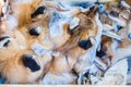 Fox pelts Royalty Free Stock Photo