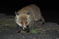 A fox photographed while approaching furtive in the darkness - Etna Park