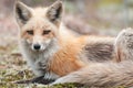 Fox Portrait