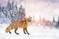 Fox portrait in nature Royalty Free Stock Photo