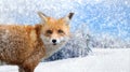 Fox portrait in nature Royalty Free Stock Photo