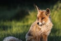 Fox posing in sun. Close up portrait in Dutch forest.