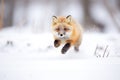 fox pouncing in powdery snow Royalty Free Stock Photo