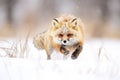 fox pouncing on prey under snow cover Royalty Free Stock Photo