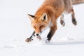 Fox Pouncing in the Snow Royalty Free Stock Photo