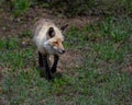 A fox on the prowl during spring time near Jenny Lake in Grand Teton National Park Royalty Free Stock Photo