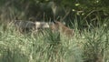 fox puppies in springtime -germany