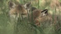 fox puppies in springtime -germany