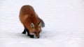 Fox in Quebec. Canada, north America. Royalty Free Stock Photo