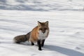 Fox Red Fox Animal Stock Photo.  Fox animal walking on diamond snowflakes in the winter season Royalty Free Stock Photo