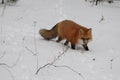 Fox Red Fox Animal Stock Photo.  Fox red fox animal walking in the snow with its tracks in the winter season Royalty Free Stock Photo