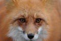 Fox Red Fox Animal Stock Photo. Fox animal head close-up profile displaying its eyes