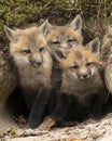 Fox Red Fox Stock Photo.  Baby foxes.   Baby kits  fox in the forest Royalty Free Stock Photo