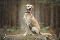 Fox Red Labrador sitting and posing in the forest Royalty Free Stock Photo