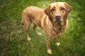 Fox Red Labrador standing and looking at the camera