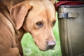 Fox red labrador waiting by his owner\'s wellington boot Royalty Free Stock Photo