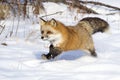 Fox Running In Snow