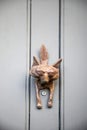 A fox`s head door knocker on a craft door of a house Royalty Free Stock Photo