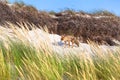 Fox at Sand Dune Royalty Free Stock Photo