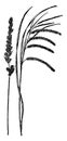 Fox Sedge and Fringed Sedge vintage illustration