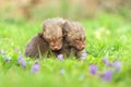 Fox siblings in violets