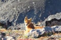 Fox sits by stone on the slope of hill and looks in camera