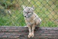 A fox is sitting on a log, behind a fence Royalty Free Stock Photo