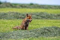Fox sitting in a meadow with cut grass front view, mouth open