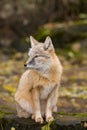 A fox is sitting on a rock Royalty Free Stock Photo
