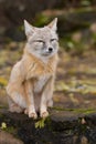 A fox is sitting on a rock Royalty Free Stock Photo