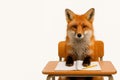The fox is sitting at the school desk with a notebook and a pencil. Space for text. Royalty Free Stock Photo