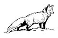 Fox sketch. Hand drawn illustration standing Royalty Free Stock Photo
