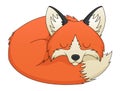 Fox Sleeping Royalty Free Stock Photo
