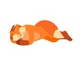 Fox sleeping. Animal asleep. she-fox dormant. Vector illustration