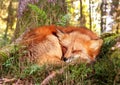 Fox sleeping in the forest